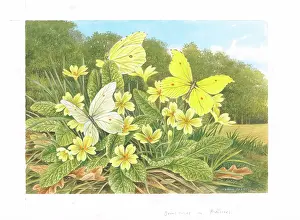 Brimstone: Brimstone butterflies on Primroses