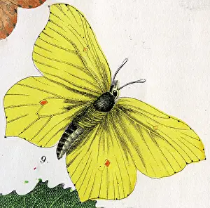 Brimstone: Brimstone Butterfly