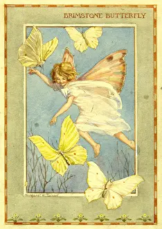 Brimstone: Brimstone Butterfly