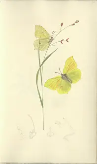 Rhamni: Brimstone by John Curtis (1791 - 1862)