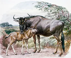 Connochaetes: Brindled Gnu, 1900