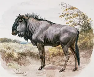 Connochaetes: Brindled Gnu, 1900