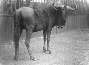 Wildebeest: BRINDLED GNU