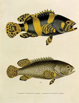 Strongly: Brindled Grouper