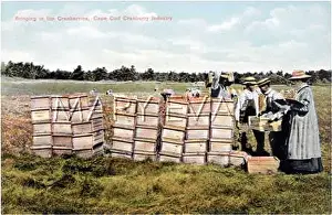Cranberry: BRINGING IN CRANBERRIES