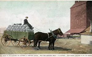 Exporting: Bringing grain to the Elevator for shipment, Western Canada