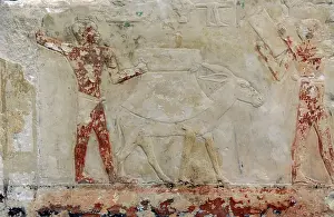Bring: Bringing in the harvest. Tomb relief. Egypt