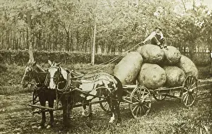 Outsize: Bringing home some jumbo spuds