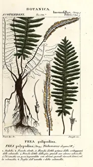 Elegans: Bristle fern, Trichomanes elegans