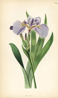 Setosa: Bristle-tipped flower de luce, Iris setosa