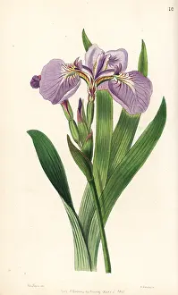 Beachhead: Bristle-tipped iris or beachhead iris, Iris setosa