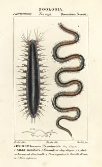 Bristle: Bristle worms or polychaetes