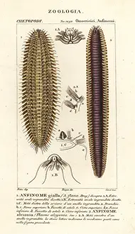 Bristle: Bristle worms or sea mice