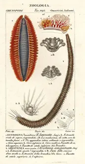 Bristle: Bristle worms or sea mice