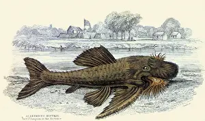 Catfish: Bristlenose Catfish, Acanthicus histriX