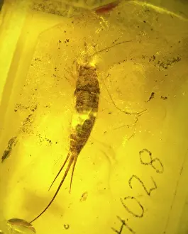 Palaeogene: Bristletail in amber