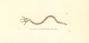 Digitata: Bristleworm, Dero digitata