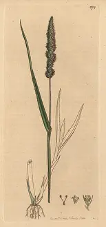 Panicum: Bristly foxtail grass, Setaria verticillata