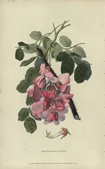 Hispida: Bristly locust tree, Robinia hispida