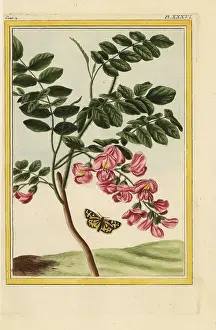 Couleur: Bristly locust tree, Robinia hispida