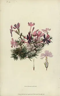 Phlox: Bristly lychnidea, Phlox setacea