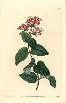 Lonicera: Bristly or pink honeysuckle, Lonicera hispidula