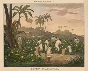 Barfoot: British 1840s depiction the Progress of Cotton