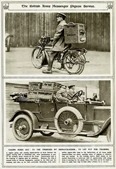 Homing: British Army messager pigeon service