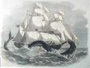 Shook: British Banner Serpent