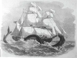 Sighted: British Banner Serpent