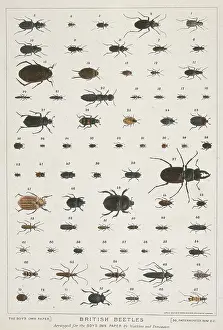 Naturalists: British Beetles