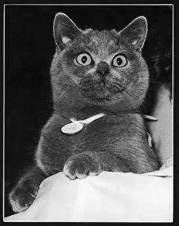Cats: BRITISH BLUE CAT