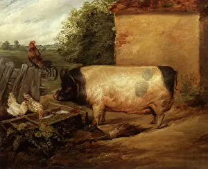 Trough: A British Boar, by Landseer