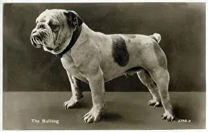 The Roseries Collection: British Bulldog
