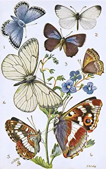 Veined: British Butterflies - Various