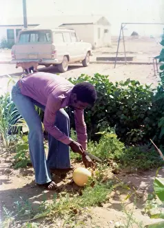The British Caribbean History Collection: British Caribbean man cutting fruit in Oman
