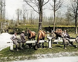 Cavalrymen: British cavalrymen with grazing horses, Western Front, WW1