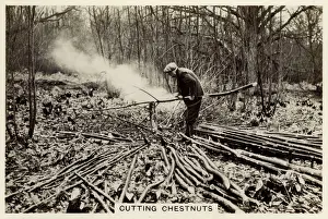 Midhurst: British Countryside - Cutting Chestnuts