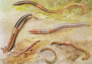 Earthworm: BRITISH EARTHWORMS 20C