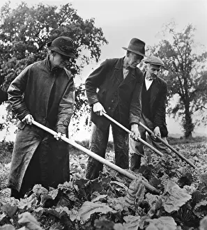 Beets: British elders put in a full day at farm work