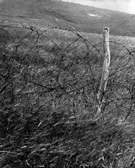 Fenced: British field of corn defended by barbed wire - WW2