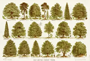 Larch: British forest trees