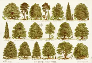 Terrarium: British forest trees