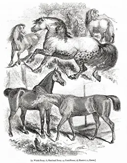 Ponies: British horses and ponies