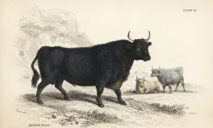 Primigenius: British Kyloe or Highland cattle, Bos (primigenius) taurus