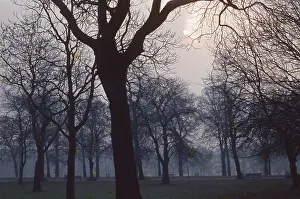 Triennale: The British at Leisure series -- atmospheric trees