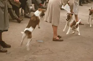 Triennale: The British at Leisure series -- scene at dog show