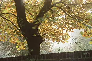 Triennale: The British at Leisure series -- tree in autumn