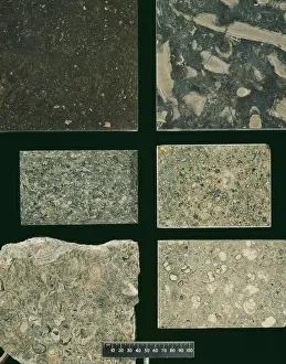 Polished: British marble specimens