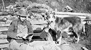 Messengers: British messenger dog, WW1